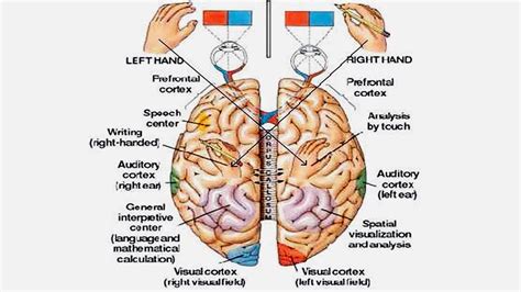 Brain region function in Neurofeedback training organization