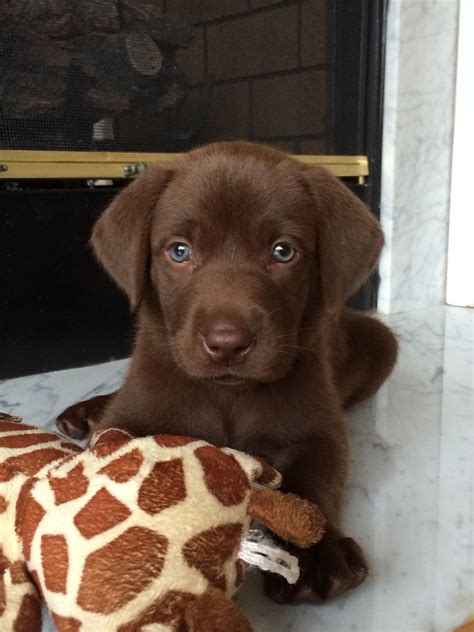 Chocolate Lab Puppy #luke | Labrador retriever puppies, Lab puppy, Lab puppies