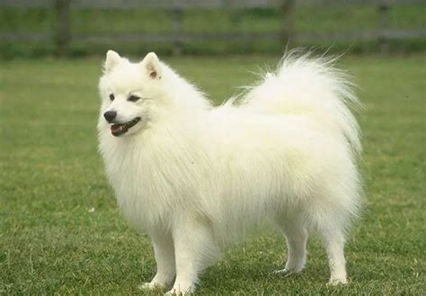 Pomeranian Dogs Breed Information, Personality, Pictures, Videos