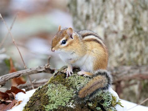 Chipmunks For Sale Pets At Home - Pets Retro