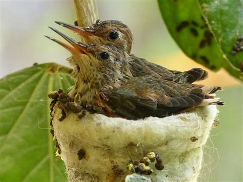 Friday's hummingbird photos. | Mike's Birds | Flickr