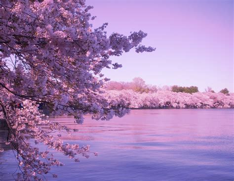 Cherry Blossom Background (68+ images)