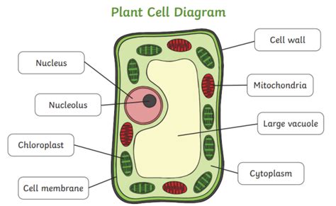 What is a cell wall? | Twinkl Teaching Wiki - Twinkl