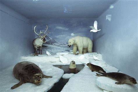 20 best Arctic habitat project images on Pinterest | School projects, Diorama ideas and School ideas