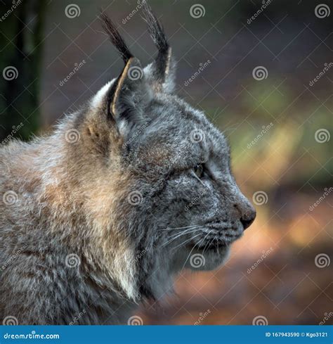 Close up of a lynx stock photo. Image of dangerous, ears - 167943590