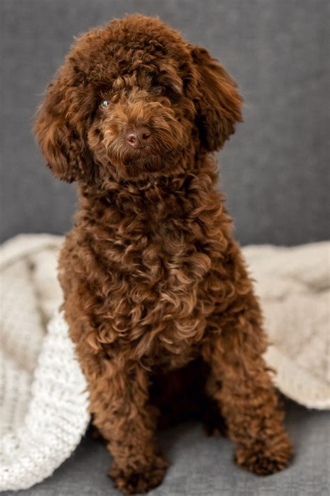 Poodle Puppies (20+ Perfect Pups) - Talk to Dogs