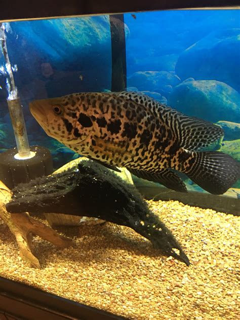 Sex my Jaguar | Cichlid Fish Forum