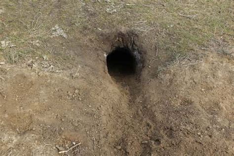 The Groundhog’s Digging Behavior (Burrows, Tunnels, and Holes) - Floofmania