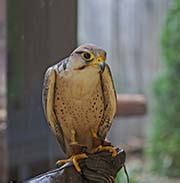 Pictures and information on Lanner Falcon