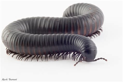 Giant African Millipede - Cincinnati Zoo & Botanical Garden