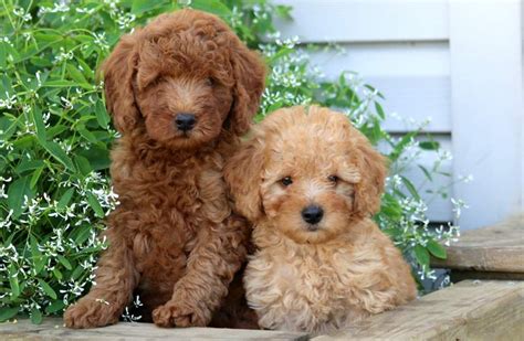 Miniature Poodle Puppies for Sale - Keystone Puppies