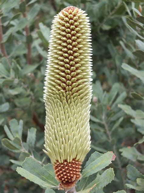 PlantFiles Pictures: Banksia Species, Popcorn Banksia, Sceptre Banksia (Banksia sceptrum) by Kell