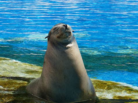 Sea Lion Habitat on Oahu Island | Sea Life Park Hawaii