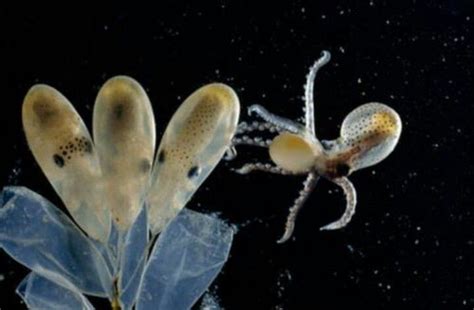 Aliens ? ....No ! ...they're hatching Octopus larvae :) | Octopus, Ocean creatures, Octopus species