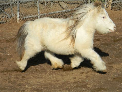 American Miniature Horse Breed Information, History, Videos, Pictures