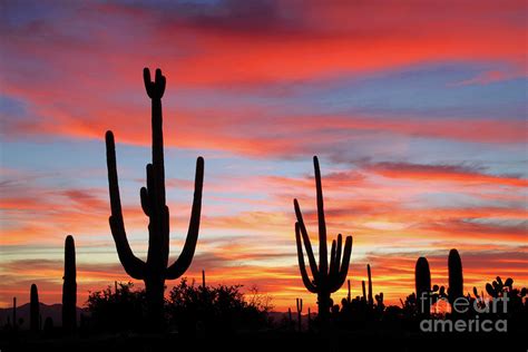 A Sonoran Desert Sunset Photograph by Douglas Taylor - Pixels