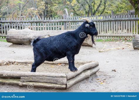 A Black Pygmy Goat, Capra Aegagrus Hircus, Standing in a Sandbox Stock ...