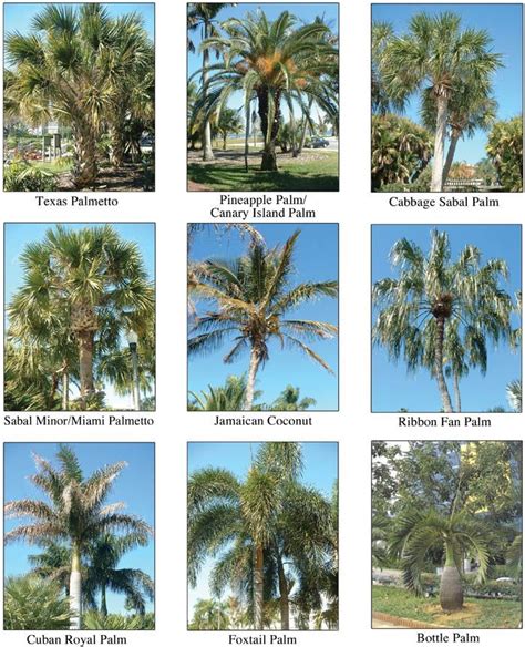 Palm tree identification, Tree identification, Palm trees