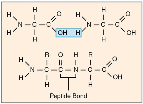 Difference Between Glycosidic Bond and Peptide Bond | Definition, Formation, Properties