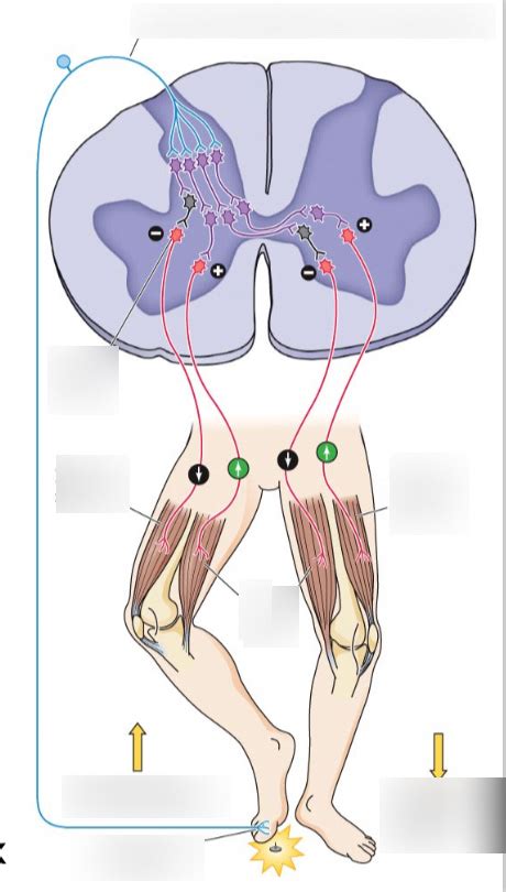 Flexion-crossed extension reflex Diagram | Quizlet