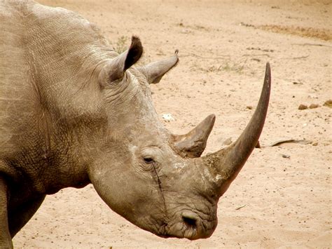 Operation Crash: U.S. Indicts Groenewald Brothers for Rhino Horn ...