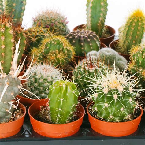 Cactus Mix - 5 Plants - House / Office Live Indoor Pot Plant - Ideal ...