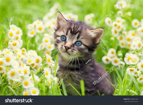 Portrait Of Cute Little Kitten Outdoors In Flowers Stock Photo ...