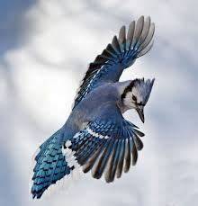 flying beautiful blue jay - Google Search | Blue jay bird, Blue jay, Bird drawings