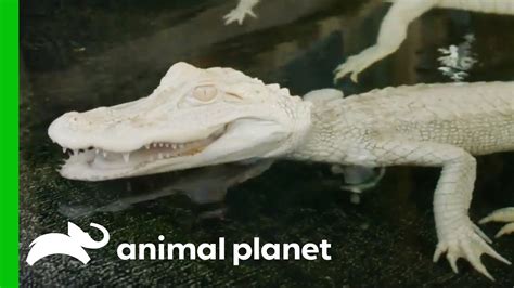 baby albino alligator for sale - Teodoro Levesque