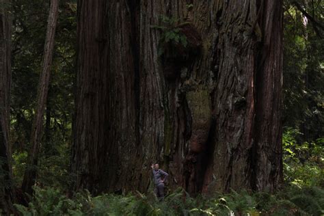 A Walk Through a Redwood Forest | Destination Tree