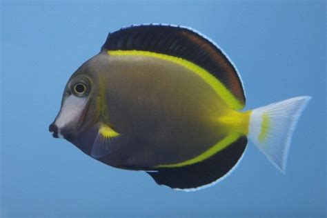 Powder Brown Tang (Acanthurus japonicus) Care Guide – Fishkeeping Forever