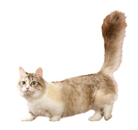 Munchkin Cat Breed Information | Purina UK