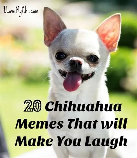 20 Chihuahua Memes That will Make You Laugh - I Love My Chi