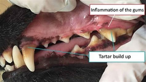 Periodontal Disease Stages In Dogs