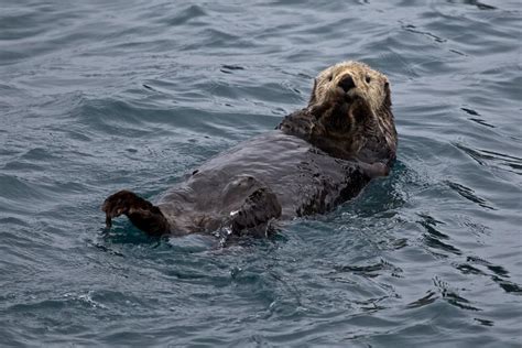 Tales of resilience: The California Sea Otter - The Watershed Project