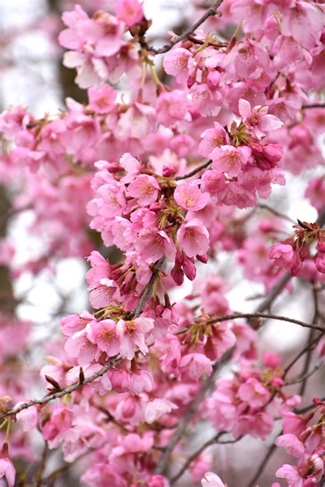 Pink Cascade® Weeping Cherry (Prunus 'NCPH1') in Denver Centennial ...