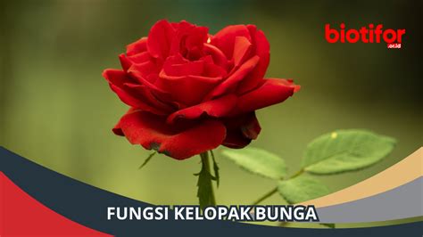 Fungsi Kelopak Bunga: Berperan Penting di Kehidupan Tumbuhan - Biotifor