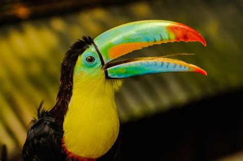 "Rainbow-Billed Toucan" Images – Browse 2,037 Stock Photos, Vectors ...