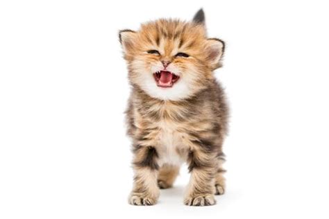 Cat Crying Sound Meaning - Cat's Blog