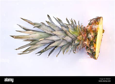 Pineapple Crown Stock Photos & Pineapple Crown Stock Images - Alamy