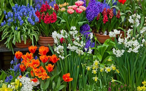 The 8 best spring-flowering bulbs to plant in autumn