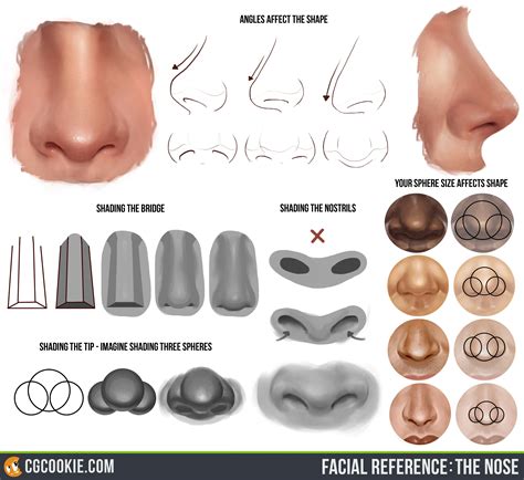 Drawing the Nose - CG Cookie