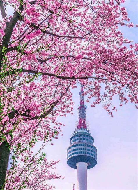 Where to See Cherry Blossoms in Seoul • Hoponworld