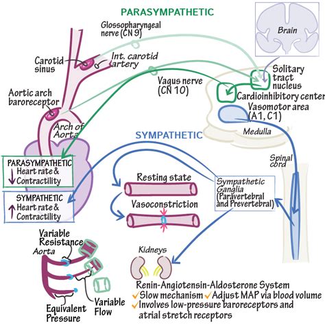 Physiology Glossary: Baroreceptor Reflex | Draw It to Know It