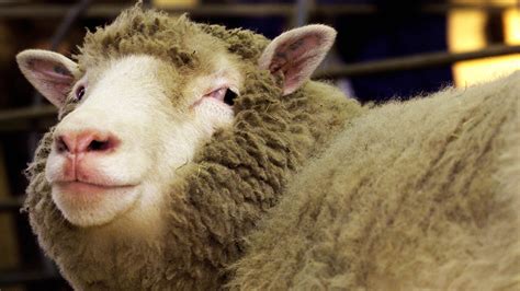 Dolly the sheep's clone 'sisters' are healthy in old age | Fox News