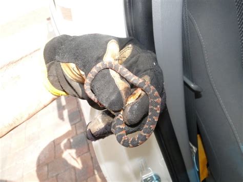 Snake Removal - Wildlife Removal Services of South Florida