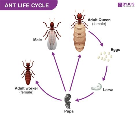 Ant Life Cycle | Ants Wiki | Fandom