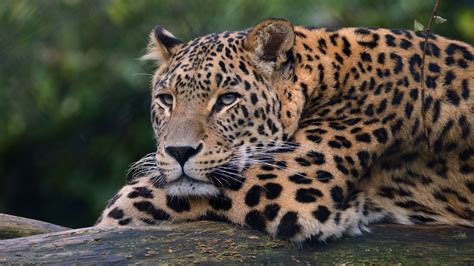 Leopard Ultra Hd 4K HD Wallpapers | HD Wallpapers | ID #31729