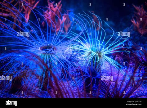 Sea anemone on a coral reef Stock Photo - Alamy