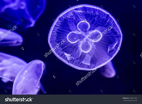 Bioluminescent organisms clipart 20 free Cliparts | Download images on Clipground 2023